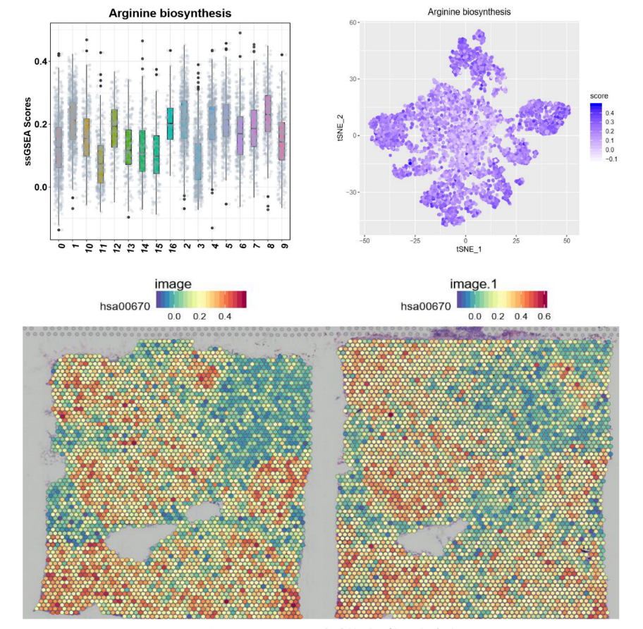 空间转录组特定功能分析