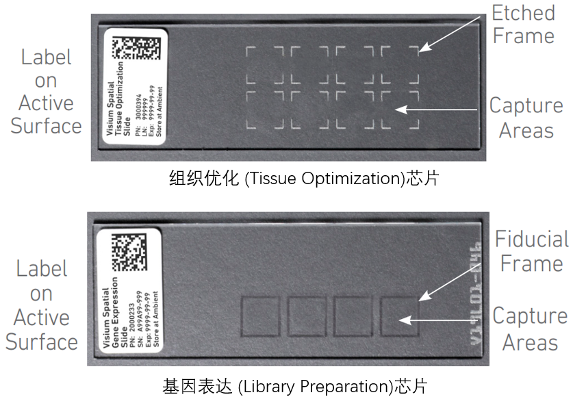 10x 空间转录组测序两种芯片