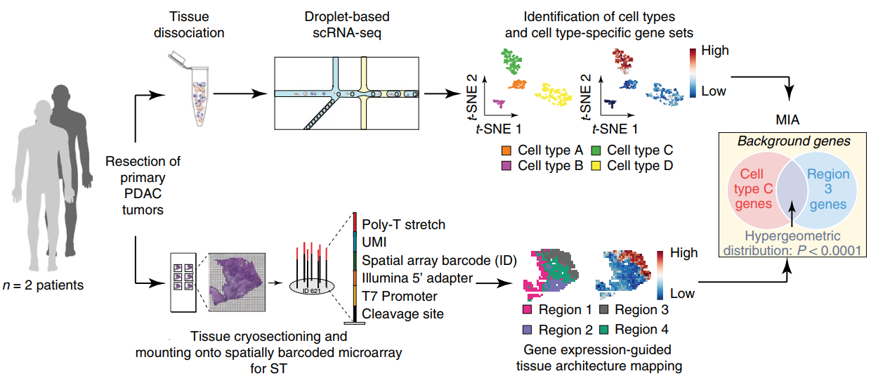st联合scrna揭示胰腺导管癌组织细胞类型及结构