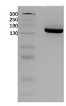 cas9纯化测试.jpg